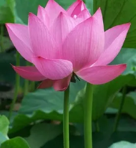 Plante acvatice, Nelumbo pink (lotus). Poza 11054