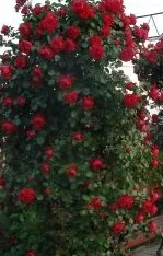 Butasi de trandafiri urcatori cu radacina ambalata, soiul Florentina