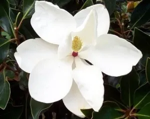 Magnolia parfumata de vara MAGNOLIA GRANDIFLORA LITTLE GEM h-80-100 cm ramificata