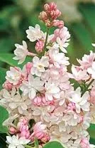 Liliac tip pom, alb cu roz, parfumat cu flori duble, SYRINGA VULGARIS  Beauty of Moscow, h=30-40 cm, ghiveci 3 l