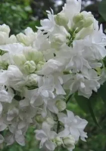 Liliac alb ,parfumat cu flori duble, SYRINGA VULGARIS Souvenir Alice Harding  ghiveci 5l, h=100 cm. Poza 11158