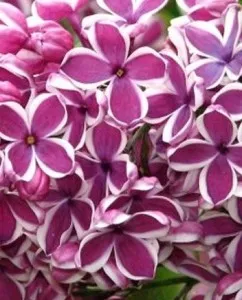 Liliac violet-visiniu, parfumat cu flori simple SYRINGA VULGARIS Sensation clt 35l ,  h=100-125cm