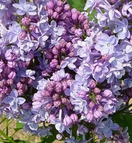 Liliac violet, parfumat cu flori duble SYRINGA VULGARIS Michel Buchner ghiveci 75l, h=100 -125 cm