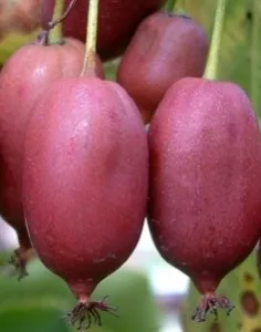 Arbusti fructiferi kiwi soiul Purpurna Sadowa ghiveci 2l, h=80 cm