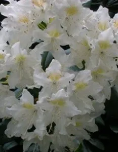 Arbusti cu flori RHODODENDRON Cunningham s White,diam 80-100cm C65
