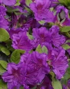 Arbusti cu flori AZALEA JAPONICA Geisha Purple ,h=30 cm. Poza 11234