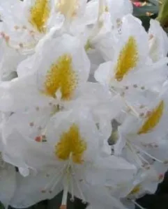 Arbusti cu flori AZALEA JAPONICA Madame Masson, h=40 cm