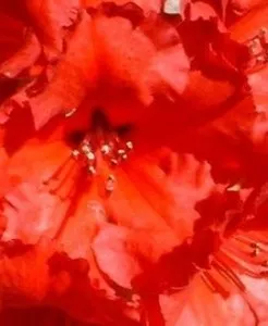 Arbusti cu flori RHODODENDRON Red Jack, diam=50-60cm GHIV 15 L