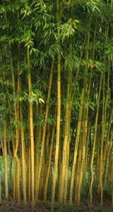 Bambus Phyllostachys Aureosulcata h =100-150 cm