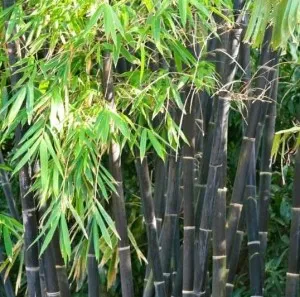 Bambus negru Phyllostachys Nigra  h=100-150 cm