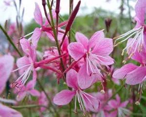 Flori de gradina perene Gaura lindheimeri Gesy Pink ghiv 15 cm