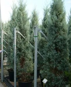Arbori rasinosi CUPRESSUS ARIZONICA FASTIGIATA ghiveci 30-50 litri, h=250-300 cm pt garduri vii