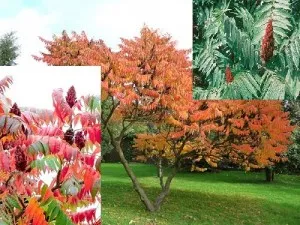 Arbusti decorativi cu frunze  Rhus Typhyna Tiger Eyes, la ghiveci 7 litri, h=100-125 cm