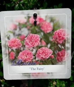 Trandafiri  de gradina roz  The Fairy  plante in ghiveci de 2l
