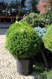 Arbusti evergreen BUXUS MICROPHYLA FAULKNER (forma glob) ghiveci 20 litri, diam planta = 50-60 cm