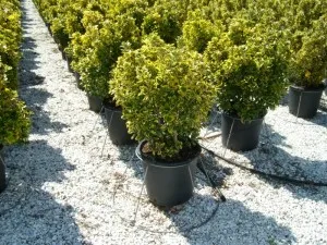 Arbust frunze persistente EUONYMUS JAPONICUS ELEGANTISSIMUS AUREUS, bila ghiv 18 litri, diametrul 30-40 cm