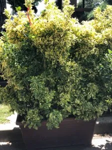 Arbust frunze persistente EUONYMUS JAPONICUS ELEGANTISSIMUS AUREUS , cassete  40/100/110 CM