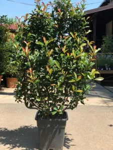 Arbusti evergreen PHOTINIA FRASERII Robusta Compacta pe spalier, inaltime 90 cm