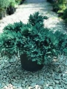 Arbusti rasinosi JUNIPERUS SQUAMATA BLUE STAR ghiveci 11 litri, 20-30 cm