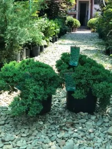 Arbusti rasinosi JUNIPERUS PROCUMBENS NANA ghiveci 7 litri, 80 cm