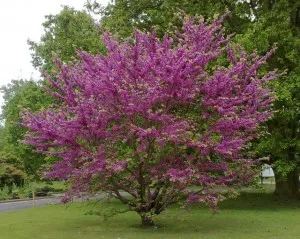 Arbori cu flori CERCIS SILIQUASTRUM  Arborele lui Iuda  60-80 cm inaltime in ghiveci de 3 litri