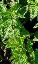 Plante aromatice de gradina Menta spicata var Crispa in ghiveci de 12 cm