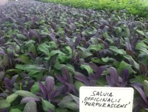 Plante aromatice de gradina Salvia Officinalis var purpurascens in ghiveci de 1 litru