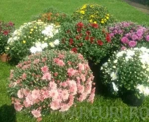 Flori de gradina perene  CRIZANTEMA LA COS cu diametru de 25 cm / CRIZANTEME CULORI MIXTE SUPERBE