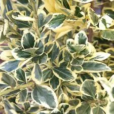 Arbust frunze persistente EUONYMUS JAPONICUS BRAVO, clt 25-30 h=100-125 cm