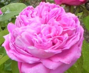 Trandafiri de dulceata cu radacina ambalata, soiul Rose de Peintres