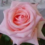 Trandafir de gradina cu radacina ambalata Michelle Meilland