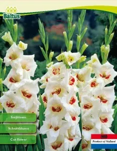 Bulbi de flori de primavara Gladiole Fiorentina, 8 bulbi / pachet