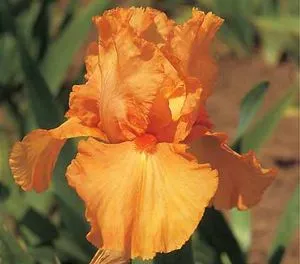 Bulbi de gradina Iris Germanica Oranje, flori portocalii, pachet 3 bulbi