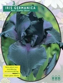 Bulbi flori de gradina Iris germanica Donkerblauw 3 rizom / pachet