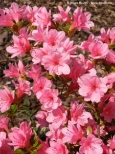 Arbusti cu flori AZALEA JAPONICA  BLAW PINK VLT10,  050/060