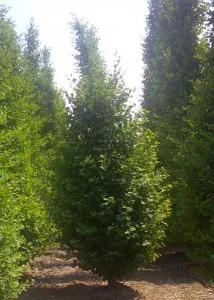 Arbori foiosi Carpinus betulus Fastigiata Robusta, h =250-300 cm