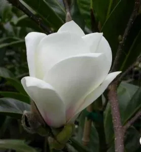  Magnolia soulangeana Lennei Alba