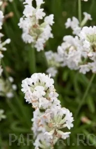 Flori perene LEVANTICA / LAVANDULA ANGUSTIFOLIA Aromance White in ghiveci de P 15