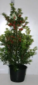 Arbust frunze persistente ILEX AQUIFOLIUM ALASKA 80/100 cm inaltime