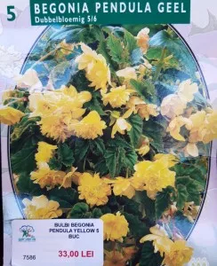 Bulbi primavara Begonia flori duble galbene, 5 bulbi / pachet