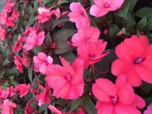 Flori de gradina anuale Simpatiens  ROSU CORAI / Flori la ghivece de 12 cm