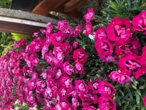 Flori de gradina perene GAROFITE/ Dianthus diantica ciclam  ghiv 12 cm