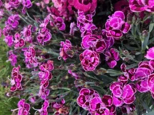 Flori de gradina perene GAROFITE/ Dianthus diantica  purple ghiv 12 cm