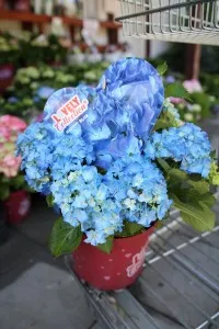 Flori perene Hortensia / HYDRANGEA MACROPHYLLA HAPY BLUE h=35-50 cm, ghiveci 5 litri