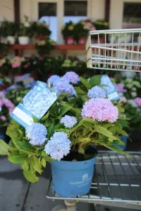 Flori perene Hortensia / HYDRANGEA MACROPHYLLA Endless Summer  BLUE h=35-40 cm, ghiveci 5 litri
