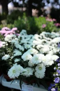 Flori de gradina perene Aster novi belgii White Ladies - alb