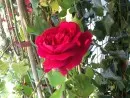 Trandafiri de gradina teahibrizi sau polyanta