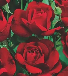 Trandafiri de gradina Nina Weibull butasi cu radacina ambalata