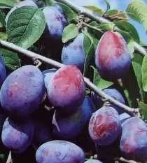 Pomi fructiferi Prun soiul Bistrita Puieti fructiferi altoiti, radacina ambalata
