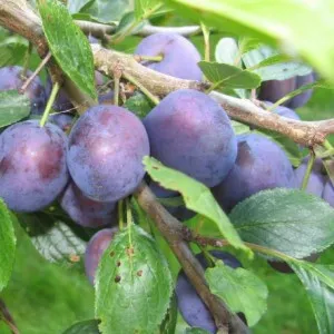 Pomi fructiferi Pruni soiul Cacanska Radna Puieti fructiferi cu radacina ambalata